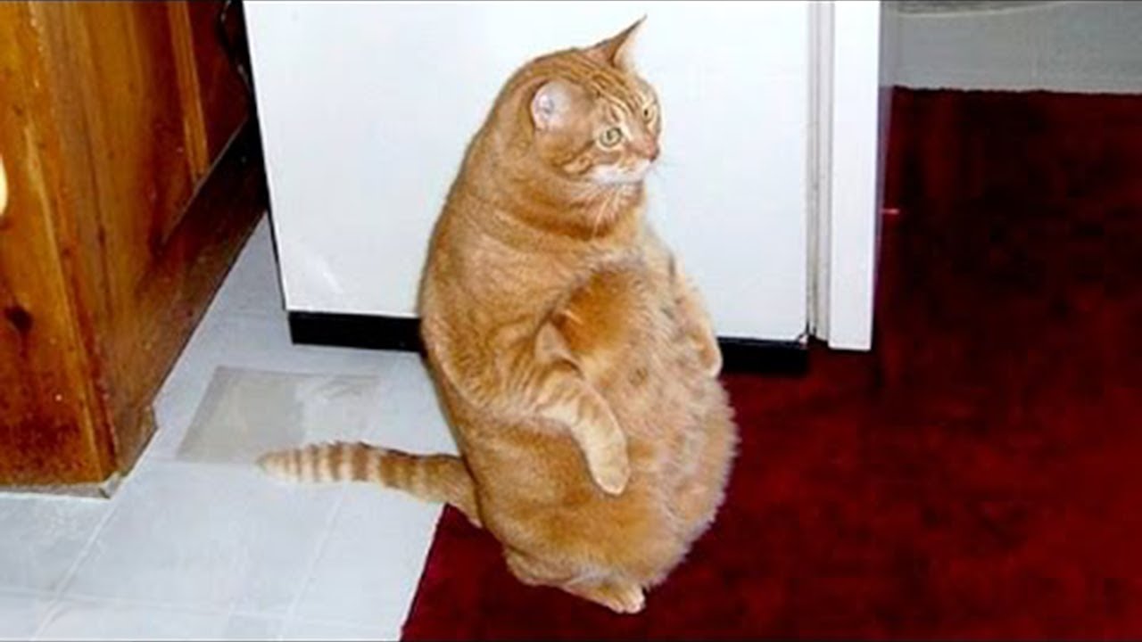 SUPER WEIRD CATS That Will Totally CONFUSE YOU!   Funny Cat Videos 2024