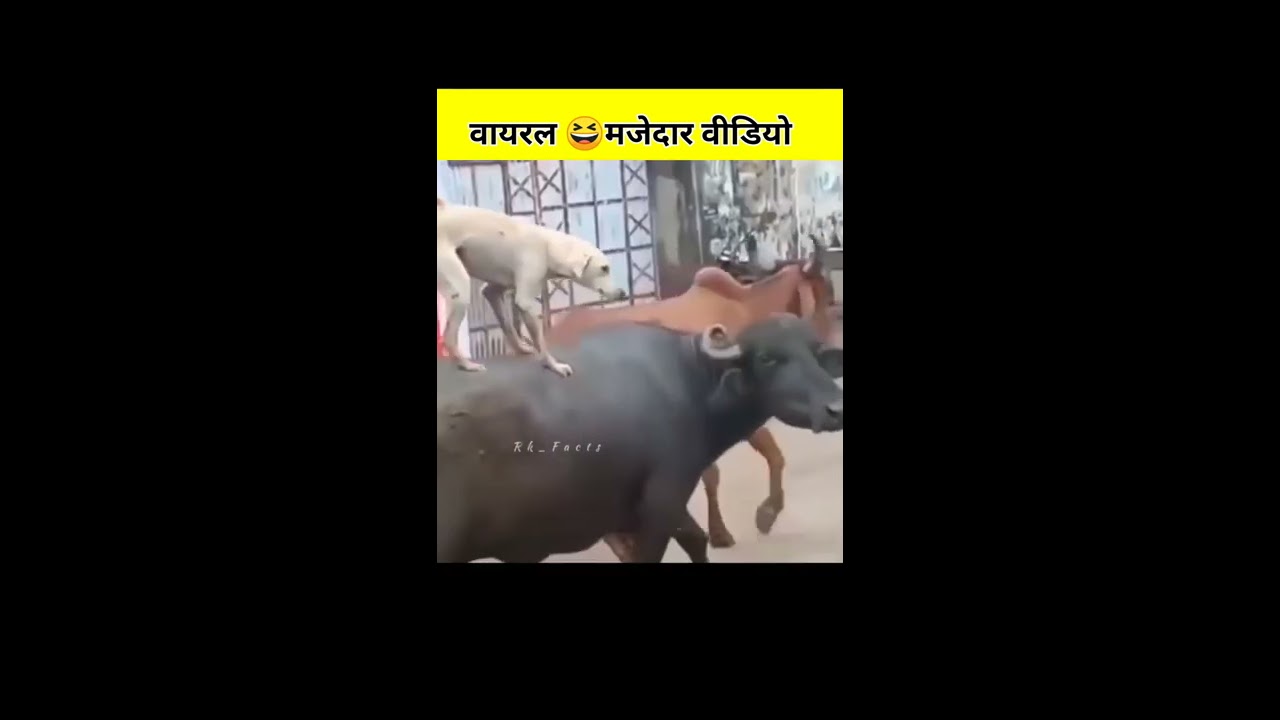 वायरल 🤣3 मजेदार वीडियो जो आपको  😁हंसा हंसा कर 😆पागल कर देगी #funnyvideo #viralvideo #shorts