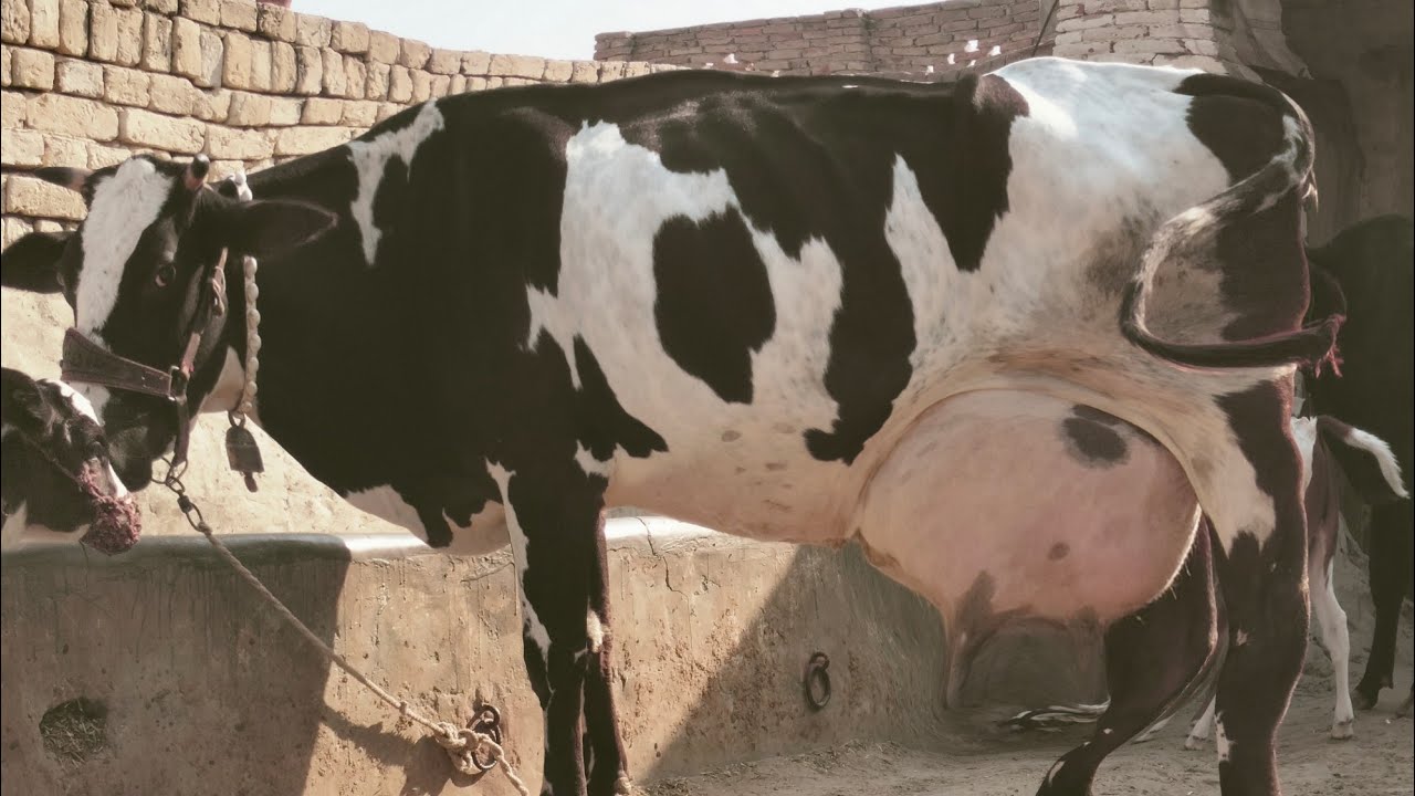 Chalasthani Jersey Friesian Cross Cow For Sale On YouTube In Pakistan (03024029695)9 December 2024