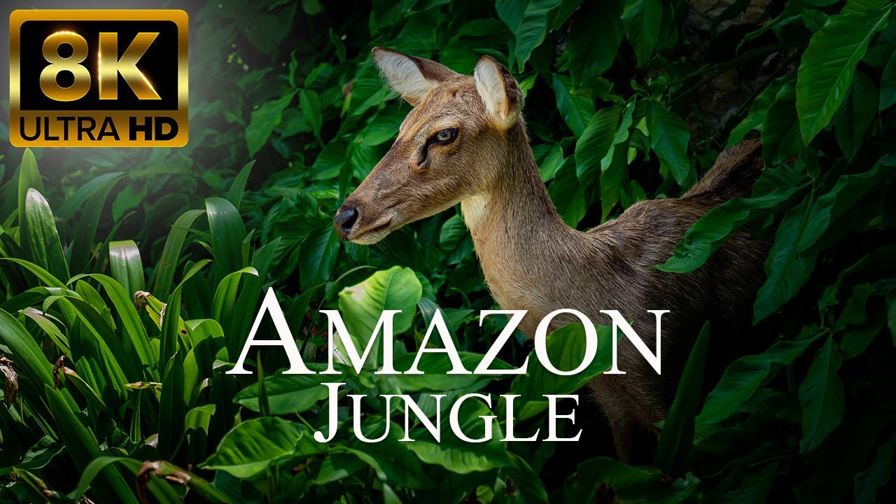 Amazon Jungle 8K ULTRA HD | Wild Animals Of Rainforest | Relaxation Film