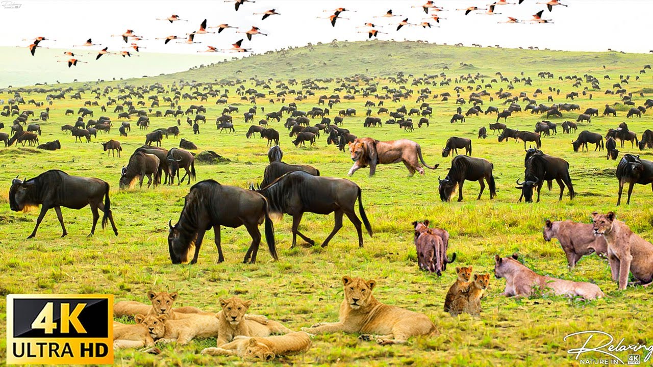 4K African Wildlife : The World’s Greatest Migration From Tanzania To Kenya With Real Sounds