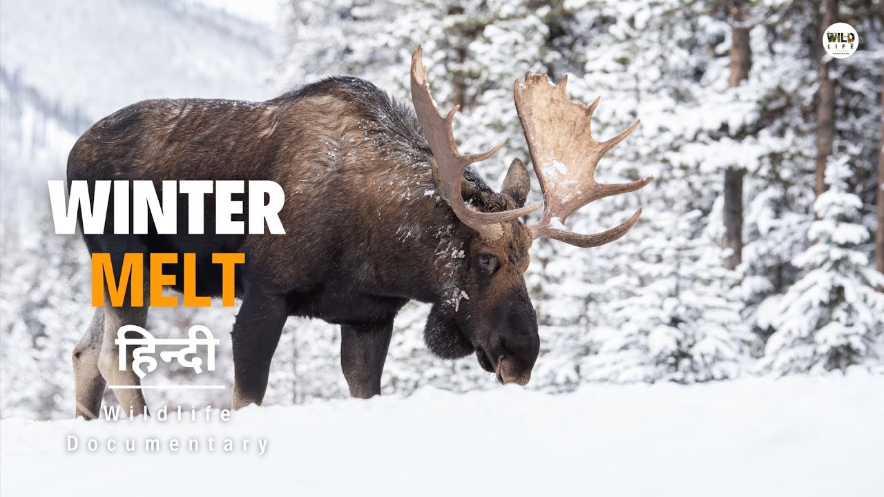 Winter Melt – हिन्दी डॉक्यूमेंट्री | Animal Planet Hindi Documentary, Full Episode