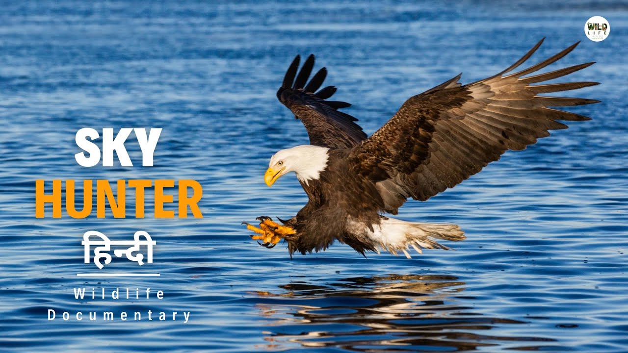 Sky Hunter – हिन्दी डॉक्यूमेंट्री | Wildlife Documentary In Hindi