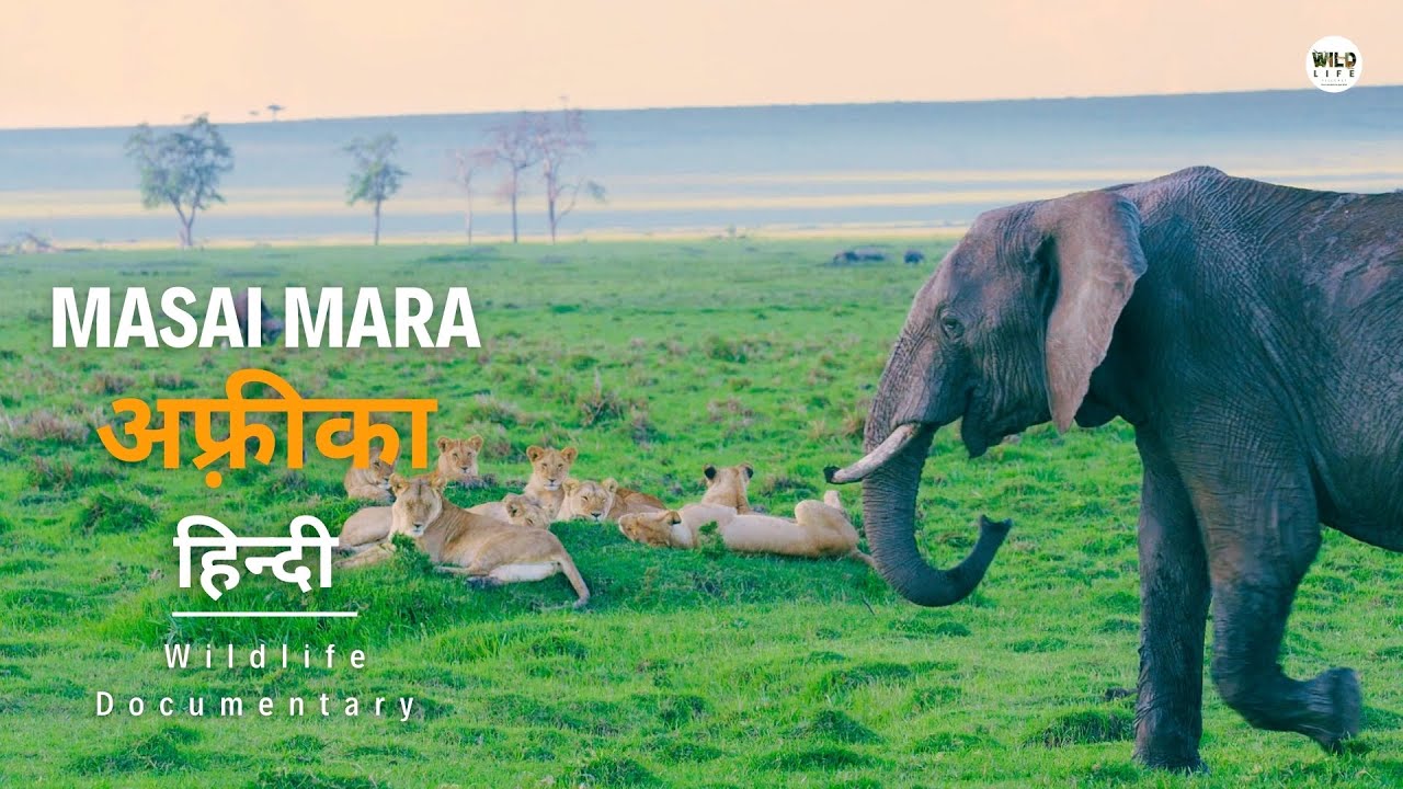 Masai Mara – हिन्दी डॉक्यूमेंट्री | African Wildlife Stories Documentary In Hindi