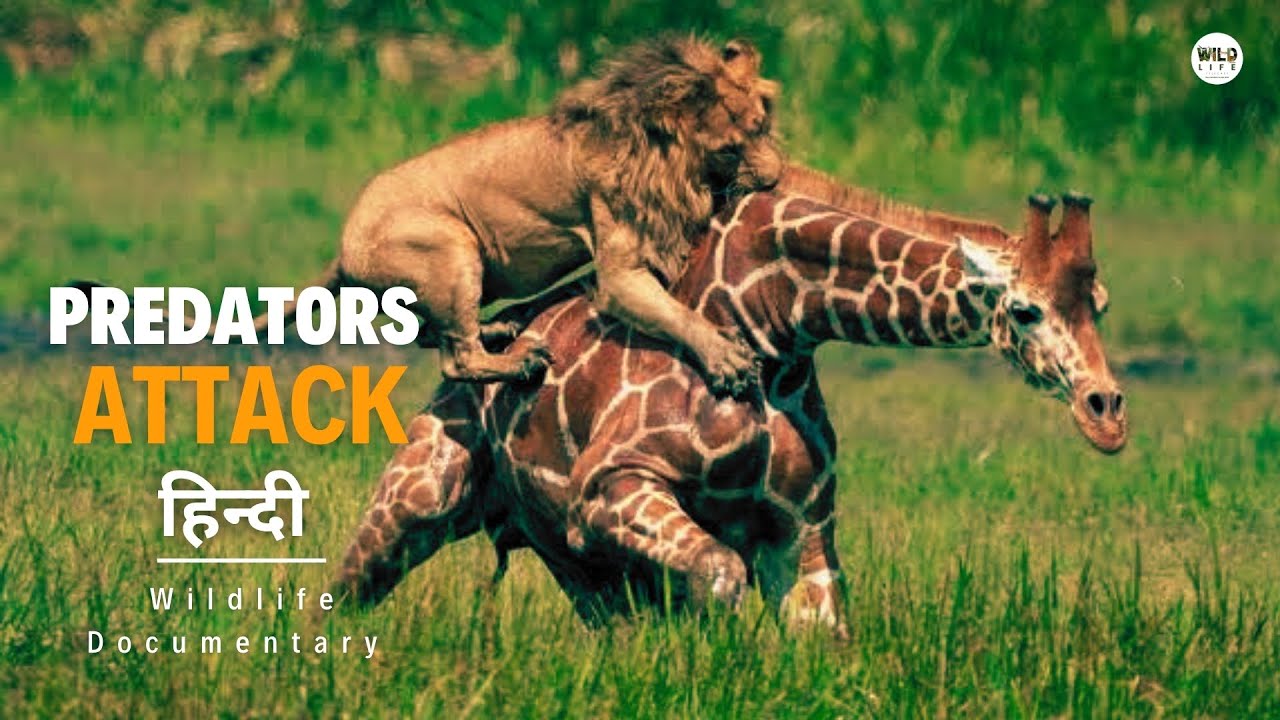 Predators Attack – हिन्दी डॉक्यूमेंट्री | Wildlife Documentary In Hindi