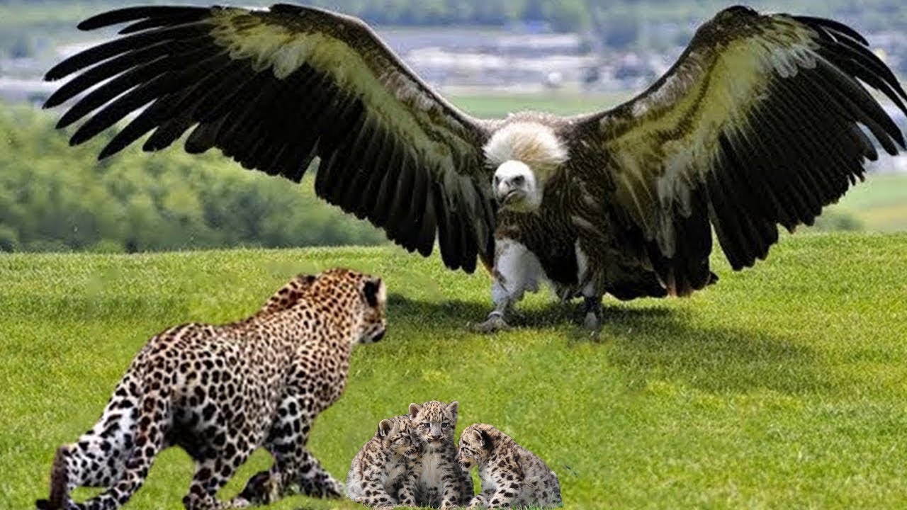 Eagle Vs Leopard Epic Battle! The Eagle’s Revenge When The Leopard Invades Its Territory