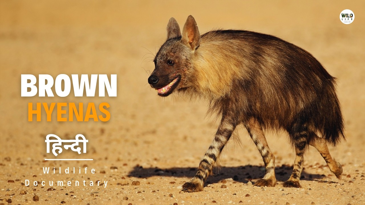 Brown Hyenas – हिन्दी डॉक्यूमेंट्री | Wildlife Documentary In Hindi