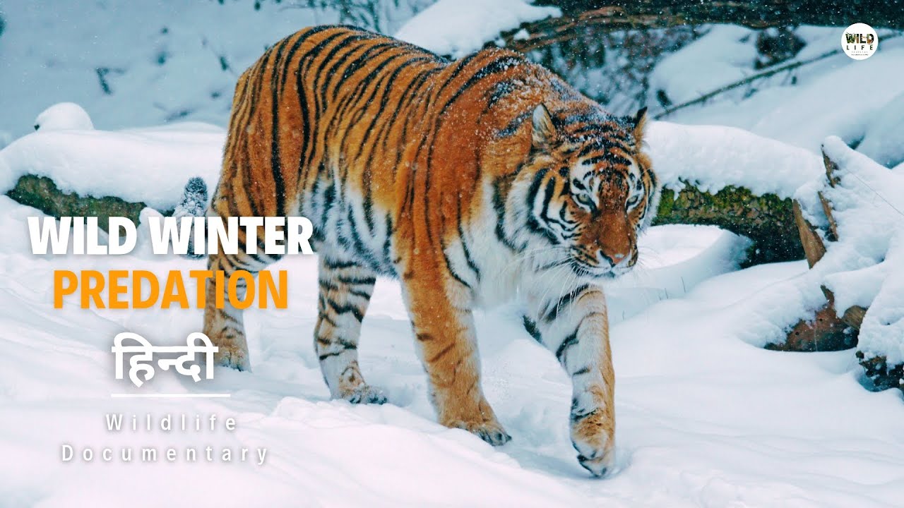 Wild Winter, Predation – हिन्दी डॉक्यूमेंट्री | Wildlife Documentary In Hindi