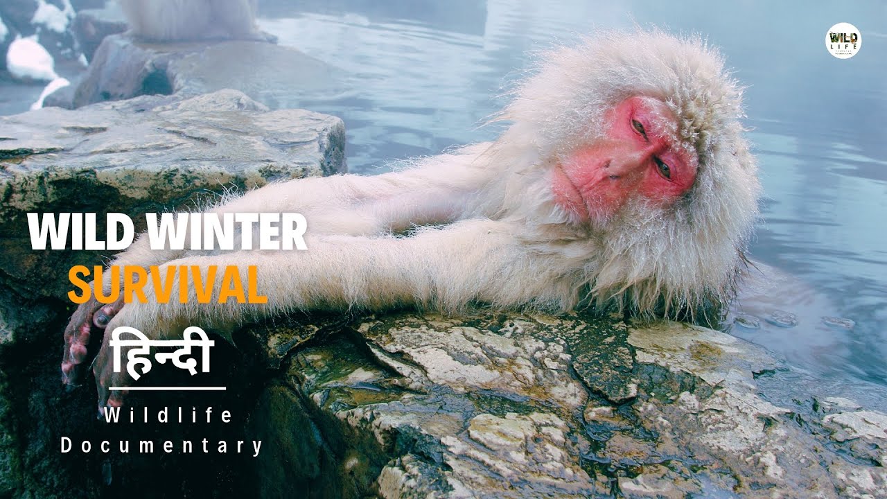 Wild Winter, Survival – हिन्दी डॉक्यूमेंट्री | Wildlife Documentary In Hindi