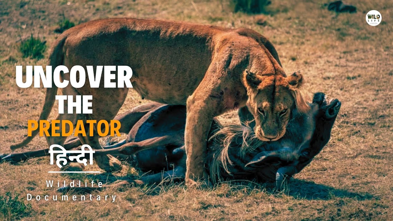 Uncover The Predator – हिन्दी डॉक्यूमेंट्री | Discovery Channel Hindi Documentary, Full Episode