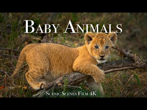 Baby Animals 4K – Amazing World Of Young Animals | Scenic Relaxation Film