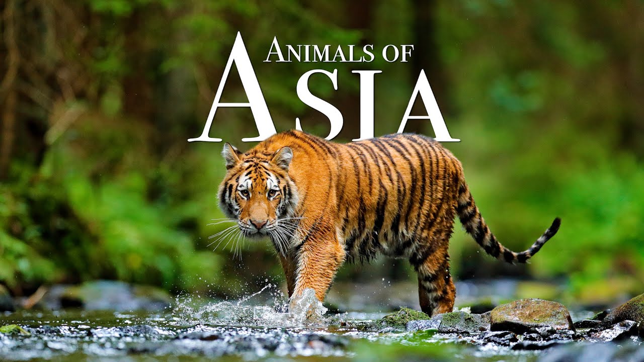 Animals Of Asia 4K – Scenic Wildlife Film With Calming Music