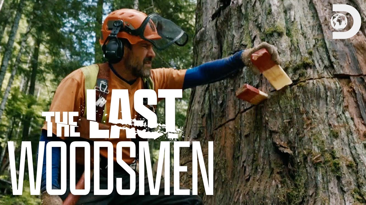 Heart-Pounding Felling Of MASSIVE Rotted Tree | The Last Woodsmen | Discovery