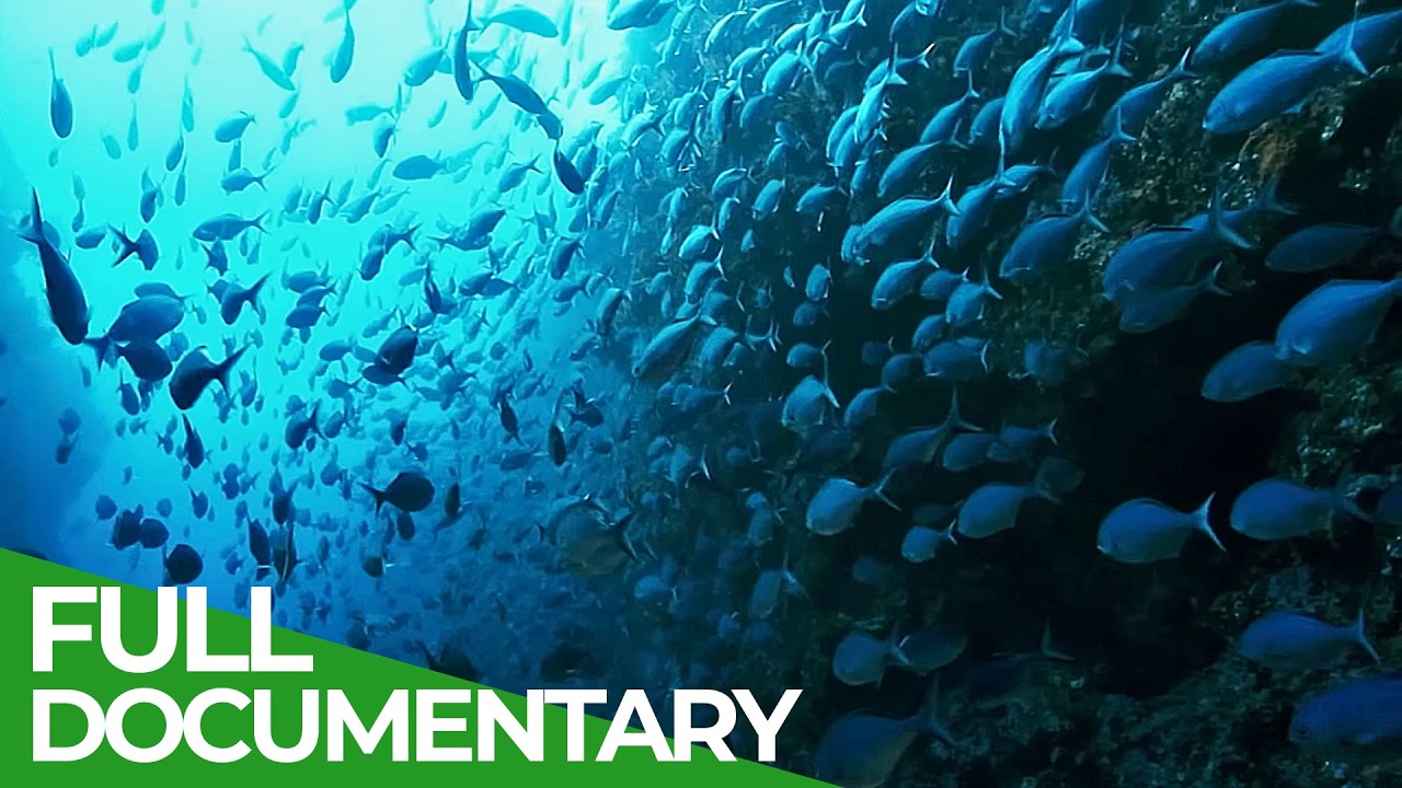 The Big Blue – Ocean Stories From Down Under | Episode 3 | Free Documentary Nature