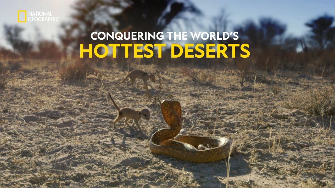 Survival In The Desert | Hostile Planet | हिंदी | S1 – E4 | Nat Geo Wild