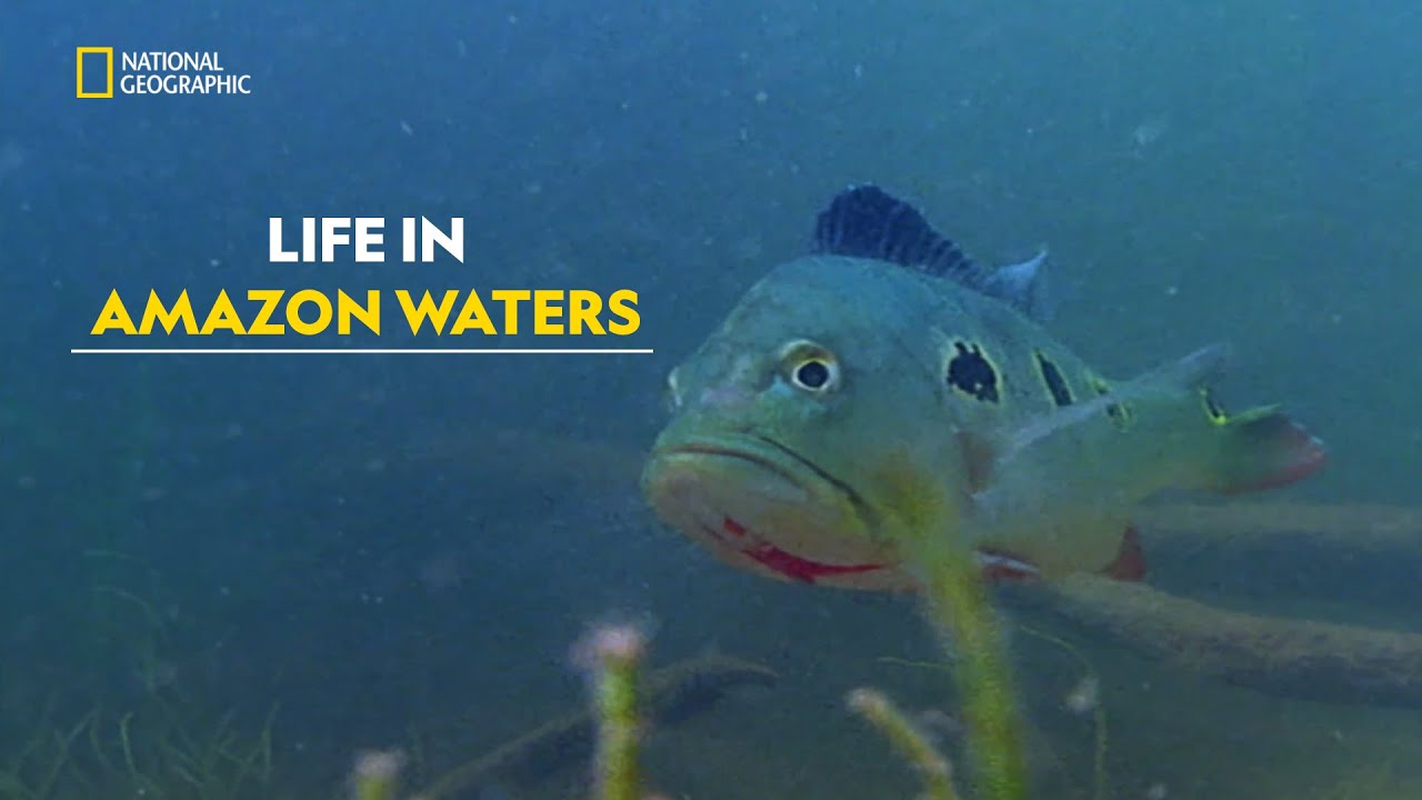 Amazon’s Water Giants | Amazonia | हिंदी | Full Episode | S1 – E1 | Nat Geo Wild