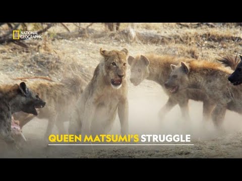 Will Matsumi Survive? | Savage Kingdom | हिंदी | Full Episode | S1 – E4 | Nat Geo Wild