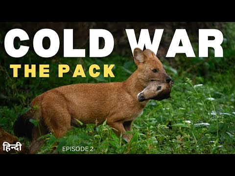 The Pack: COLD WAR | Animal Planet In Hindi | Discovery Channel