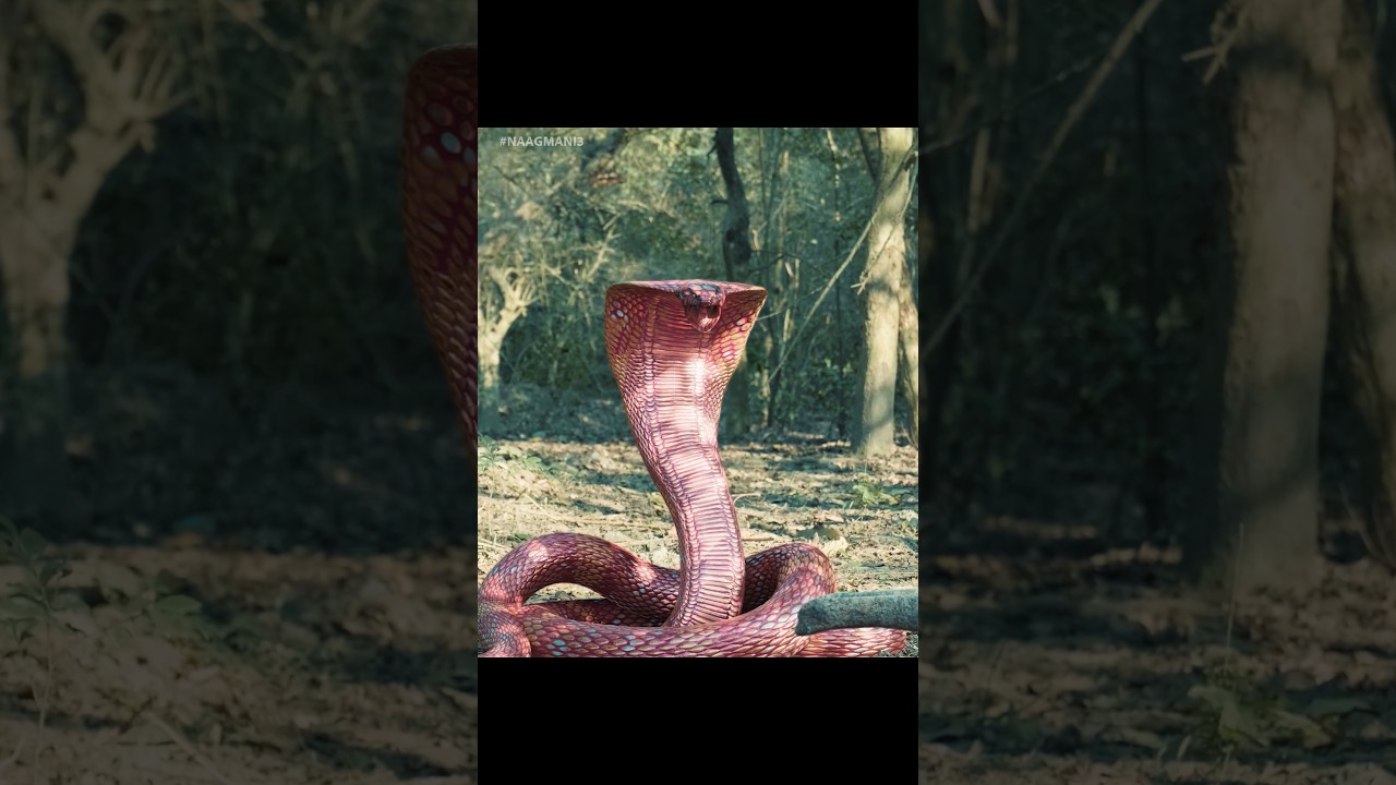 Naagin Attacks Kaalnaag! Huge Snake Fight! 🔥 #naagin #naagmani #snake #drama #hindi #action #nagin
