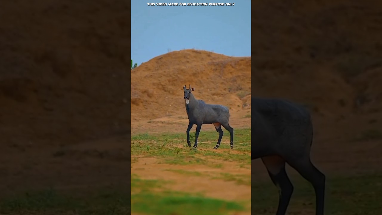 Animals With The Strongest Bite Force