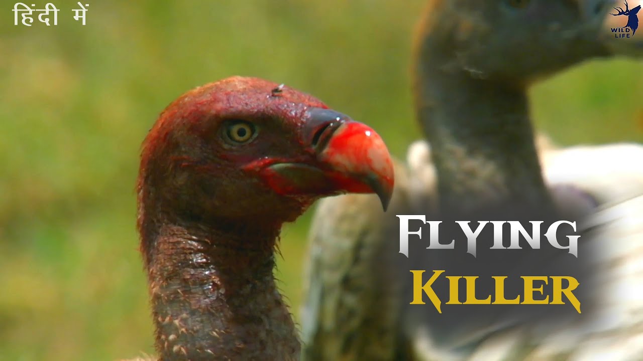 Flying Killer | Discovery Channel In Hindi Documentary | Wildlife