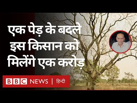 Maharashtra के 95 साल के किसान का Sandalwood Tree काटा था, अब रेलवे देगा मुआवज़ा (BBC Hindi)