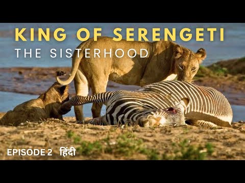 King Of Serengeti: The Sisterhood | Animal Hindi Documentary | Wildlife Documentary In Hindi