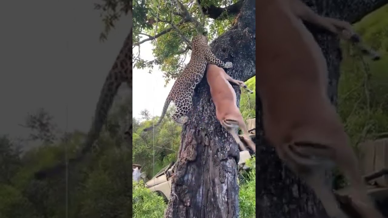 Discovery Channel In Hindi #shorts