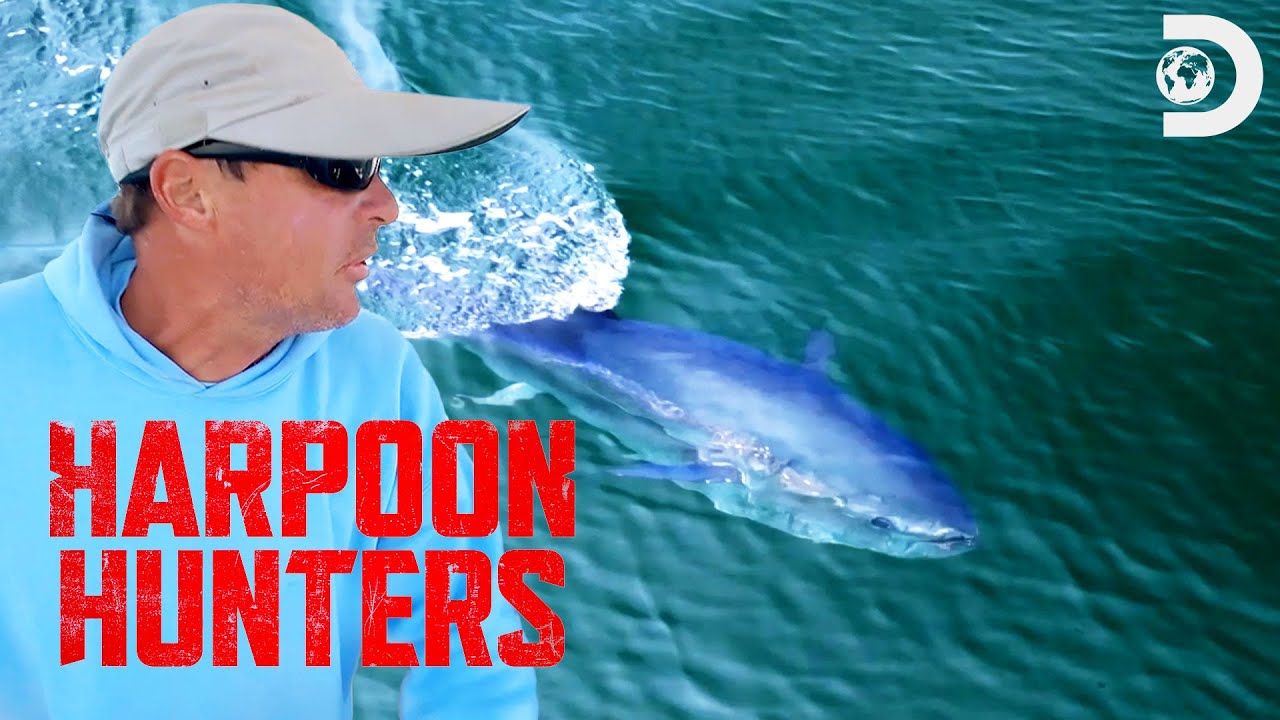 The Bluefin Tuna Hunt Begins | Harpoon Hunters | Discovery Channel