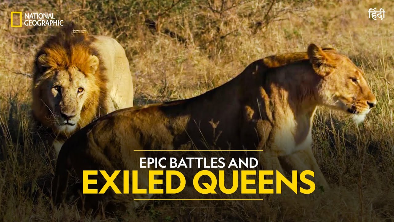 Epic Battles And Exiled Queens | Savage Kingdom | हिन्दी | Full Episode | S3-E1 | Nat Geo