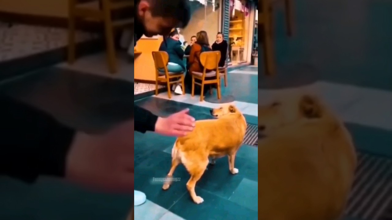 Funny Animals 2024 😂 – Funniest Cats And Dogs Video 🐱 🐶 #shorts