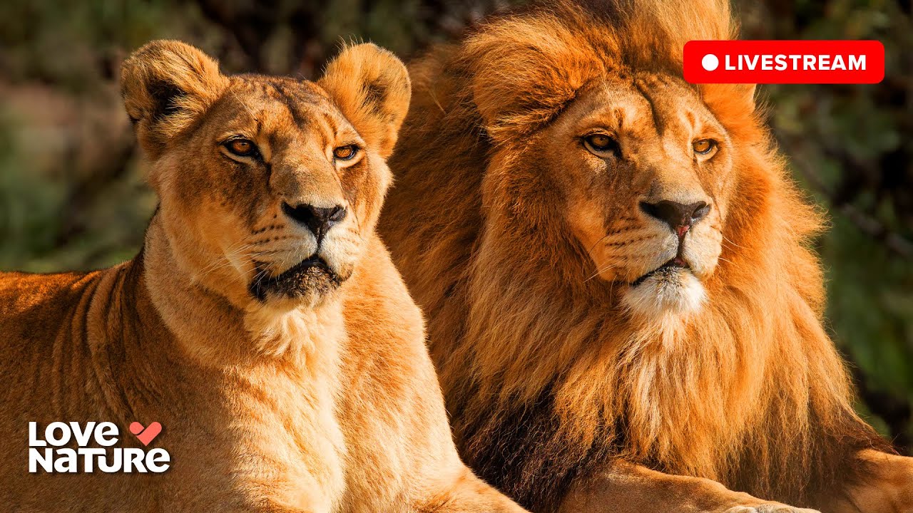 🔴 24/7 LIVE: Wildlife u0026 Nature Documentaries | Love Nature