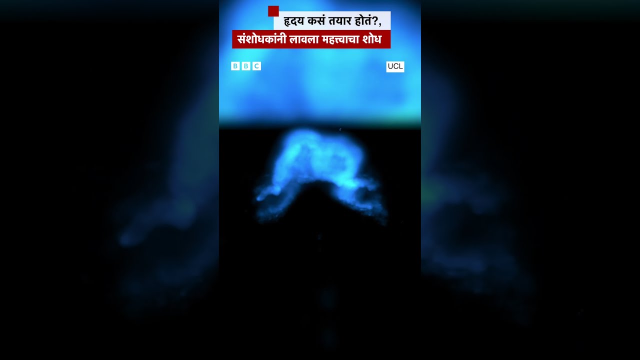 How Is The Heart Formed?, Researchers Made An Important Discovery BBC News Marathi