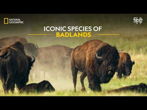 Iconic Species Of Badlands | America’s National Parks | हिन्दी | Full Episode | S1-E2 | Nat Geo
