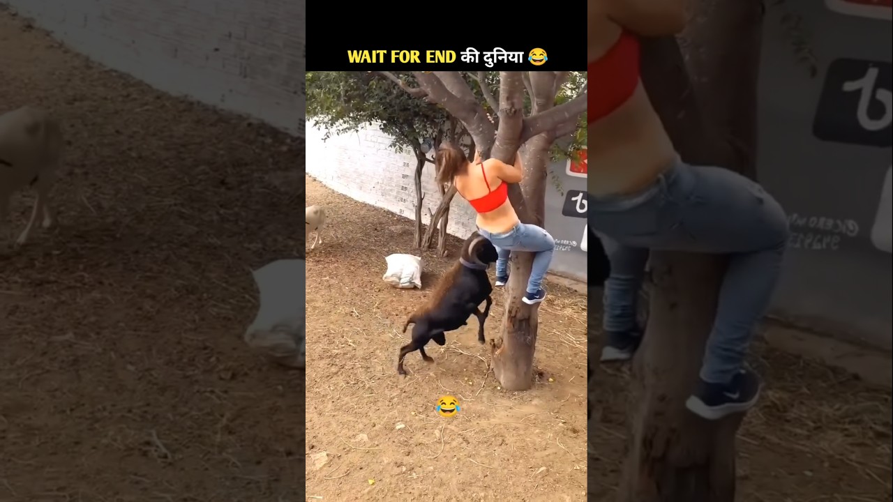 Animals Funny Video 😅| Part- 1🤣 #funnyanimals #funny #shorts