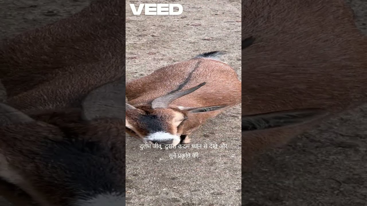 कुछ अजीब जानवर #animals #discovery #discoverychannel #viralvideo #shors