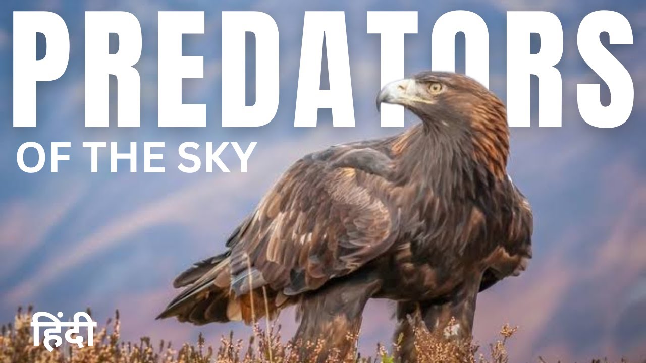 Predators Of The Sky: Birds Of Prey | Animal Planet In Hindi