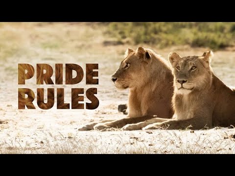 Pride Rules: E3 Lion Brothers | Animal Planet In Hindi | Discovery Channel