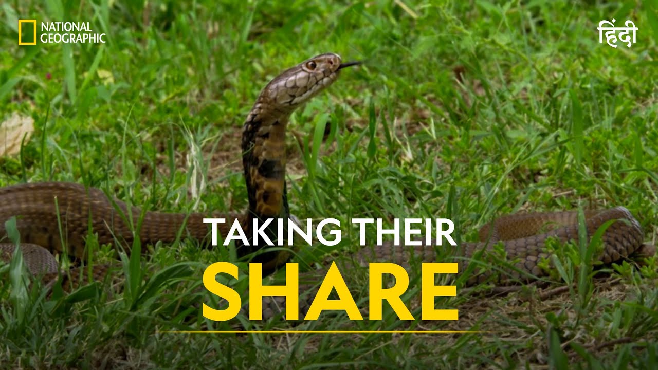 Taking Their Share | Africa’s Deadliest | हिन्दी | Full Episode | S5 – E1 | Nat Geo Wild