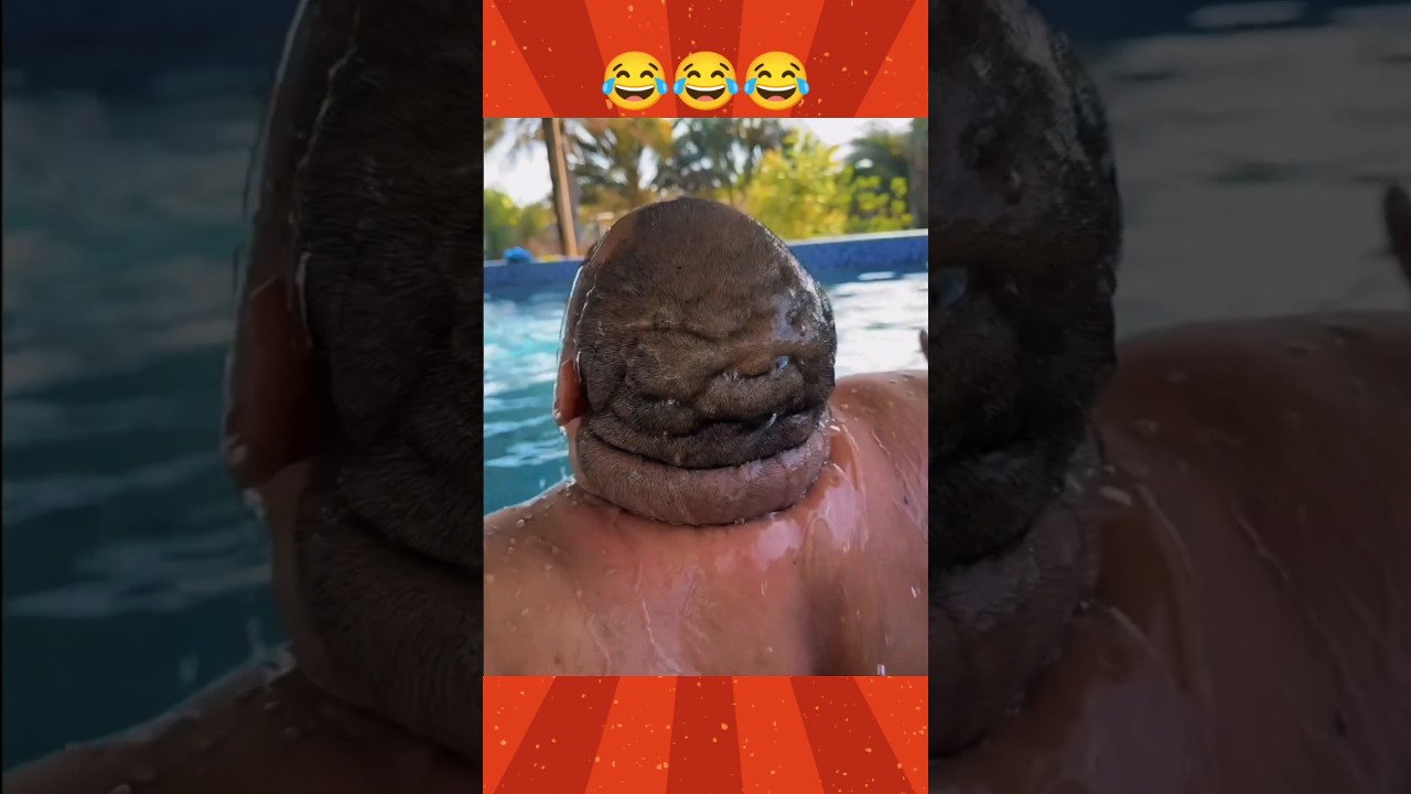 Epic Funny Video 🤣 #funny #funnyvideo #viralshort #fun #comedy  #funnymemes #fail #humor