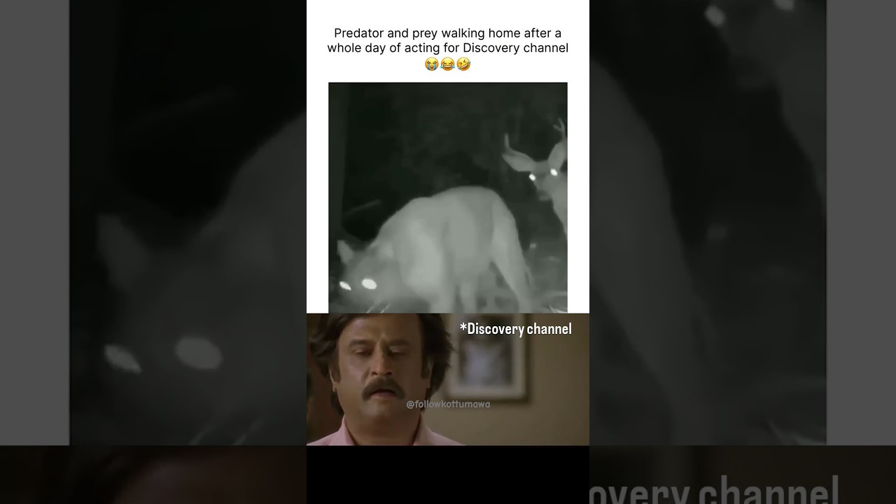 Discovery Channel Is Fake 😲 #dicovery #funnyshorts
