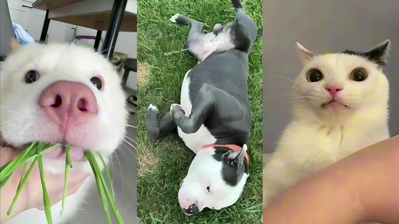 VIDEO Funniest Dogs Vs Cats Video Will Have You Cry-Laughing 🐶 FUNNY VIDEO X3 #4