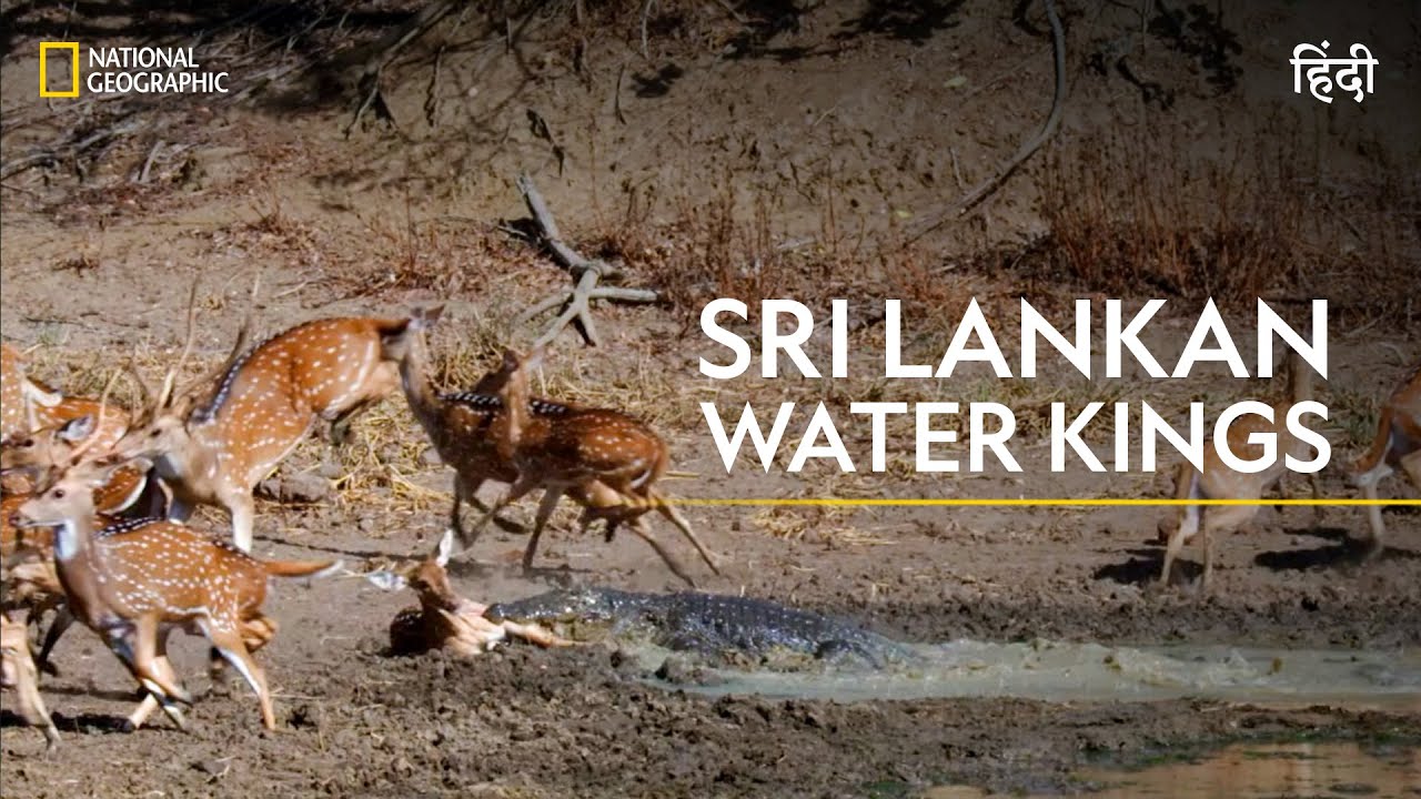 Sri Lankan Water Kings | Asia’s Wild Secrets | हिन्दी | Full Episode | S1 – E3 | Nat Geo Wild
