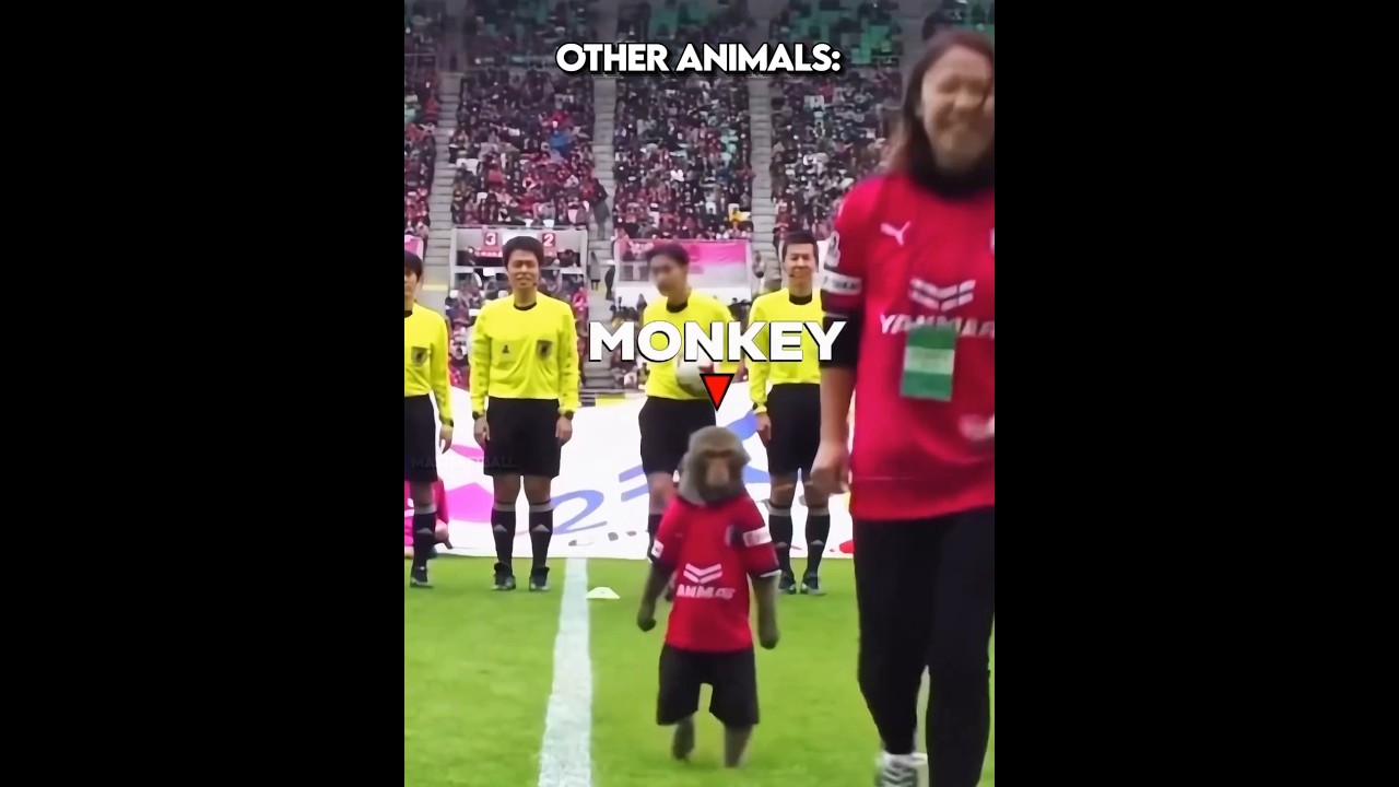 Other Animals Vs Football + Him ☠️