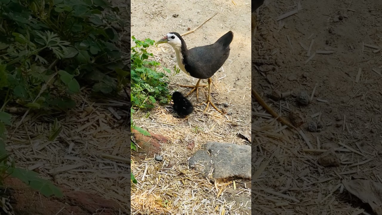#viralvideo #discoverychannel #nature #wildlife #ytshorts #animals #birds #jaivakrishi #best