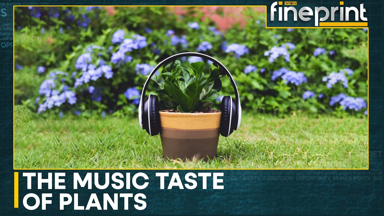 New Study Finds Classical Music Boosts Plant Growth | WION Fineprint