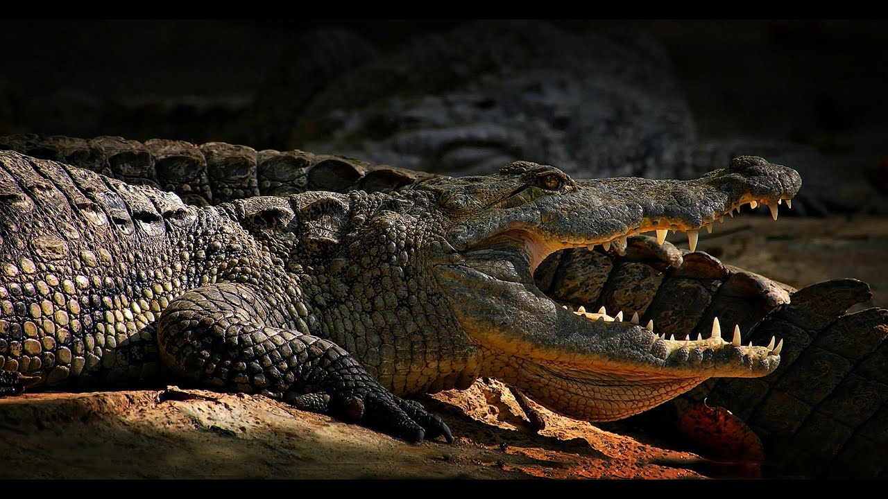 DANGEROUS CROCODILE | CROCODILE ATTACK | GIANT CROCODILE | INDIAN CROCODILE| ALLIGATOR| Infopedia_jm